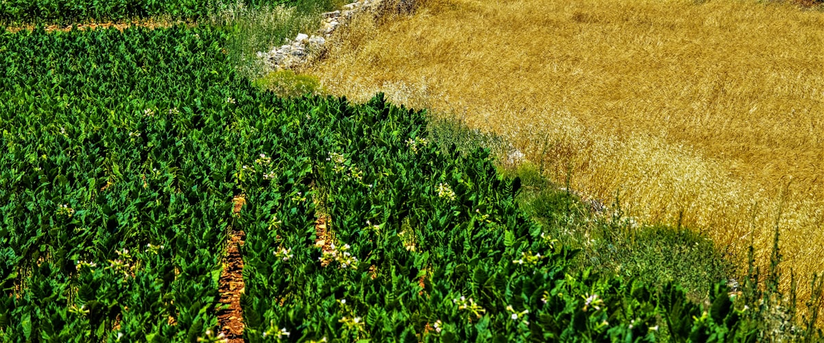 Côte d'Ivoire - Ferme Agro-écologique